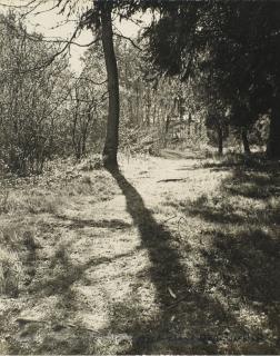 Laure Albin-Guillot - Arbres, Dialogue Accompagné De Dix-Huit Images Photographiques, 1943Large 4°. 18 Heliogravures Signed In Pencil. With The Text By Paul Valéry. 50+10Hc, Numbered 1/10Hc In Pencil.