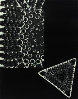 Laure Albin-Guillot - Micrographie décorative. Paris: Draeger Frères, 1931.