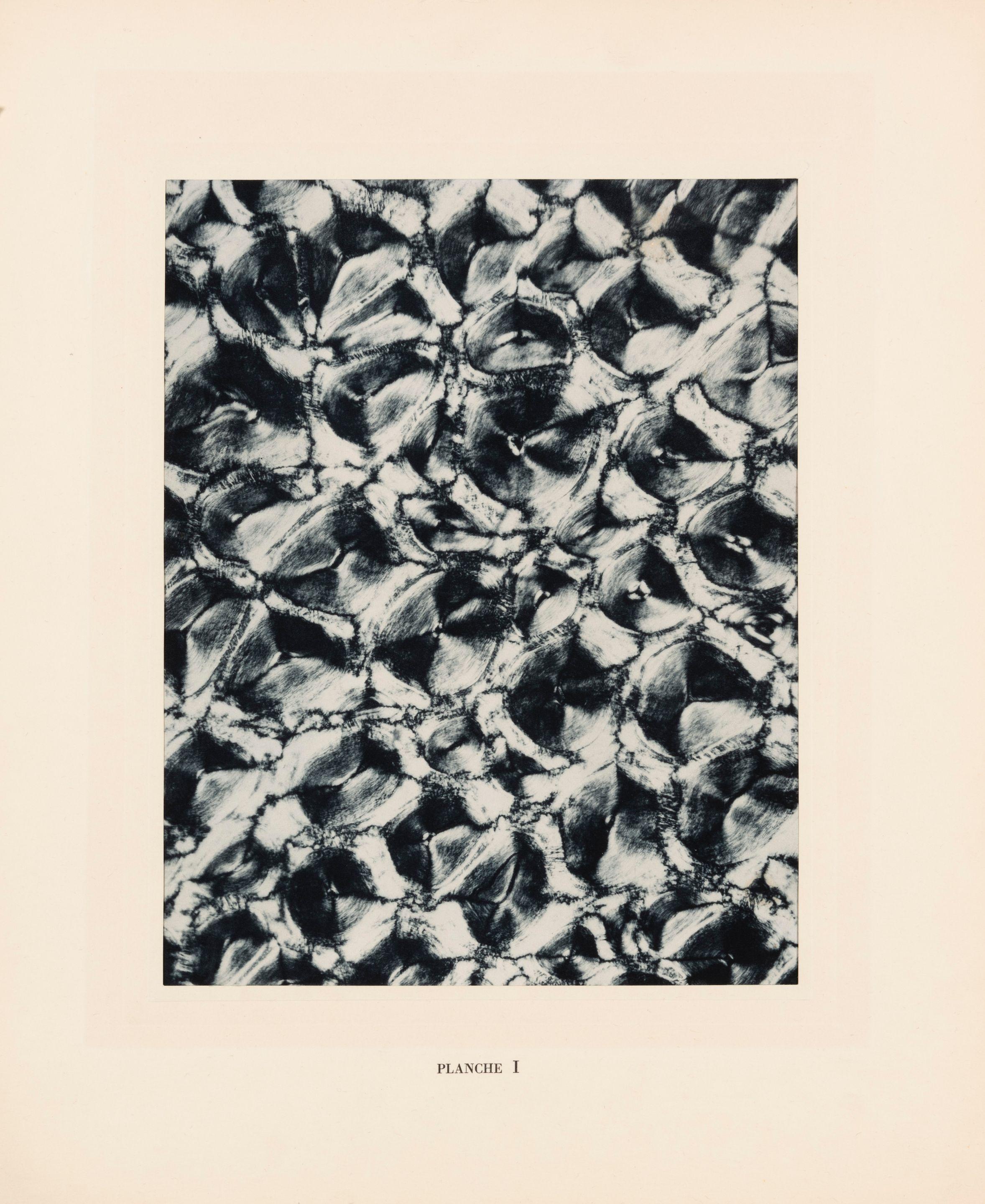 Laure Albin-Guillot - Micrographie décorative, Planche I, 1931
