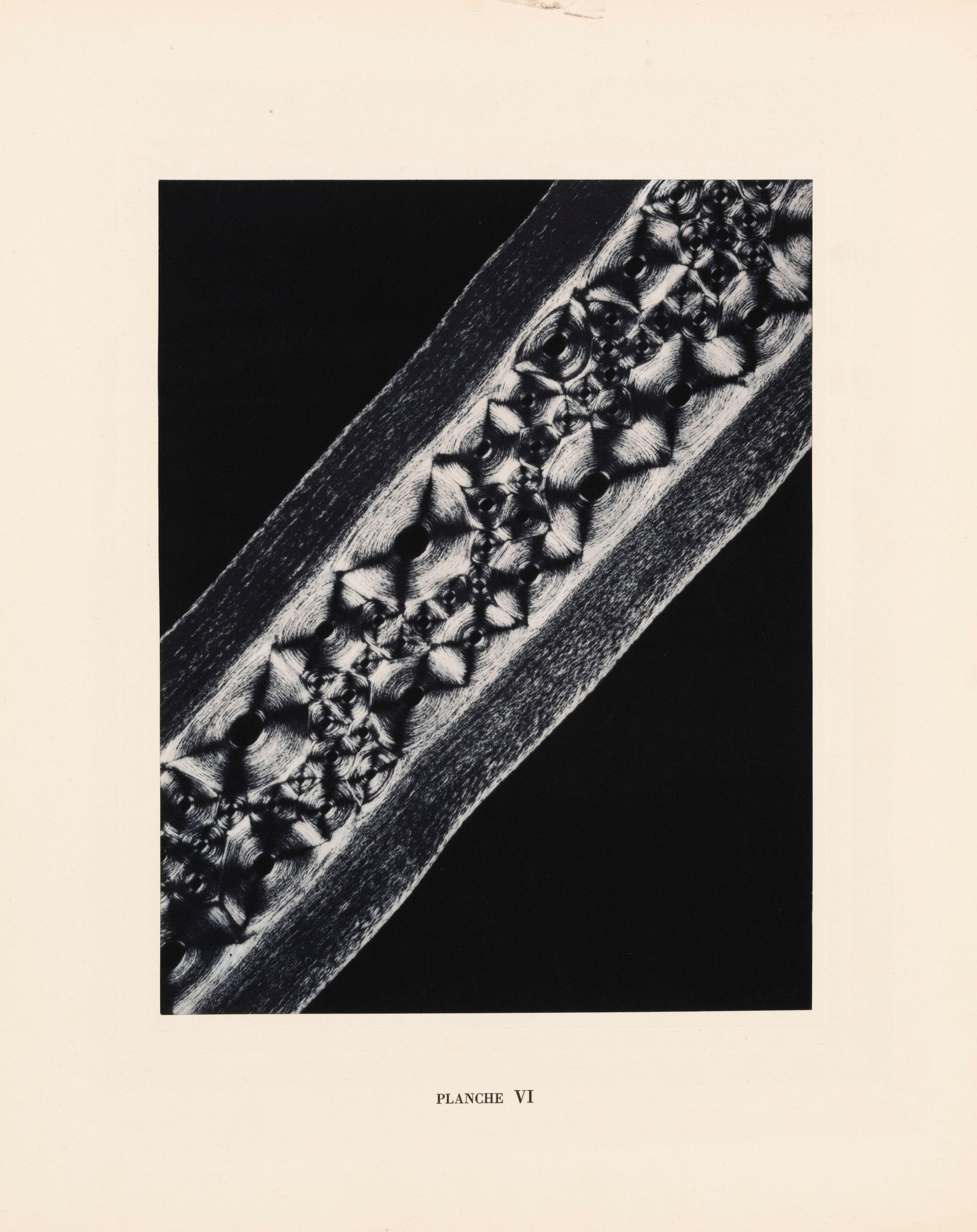 Laure Albin-Guillot - Micrographie décorative, Planche VI, 1931