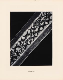 Laure Albin-Guillot - Micrographie décorative, Planche VI, 1931