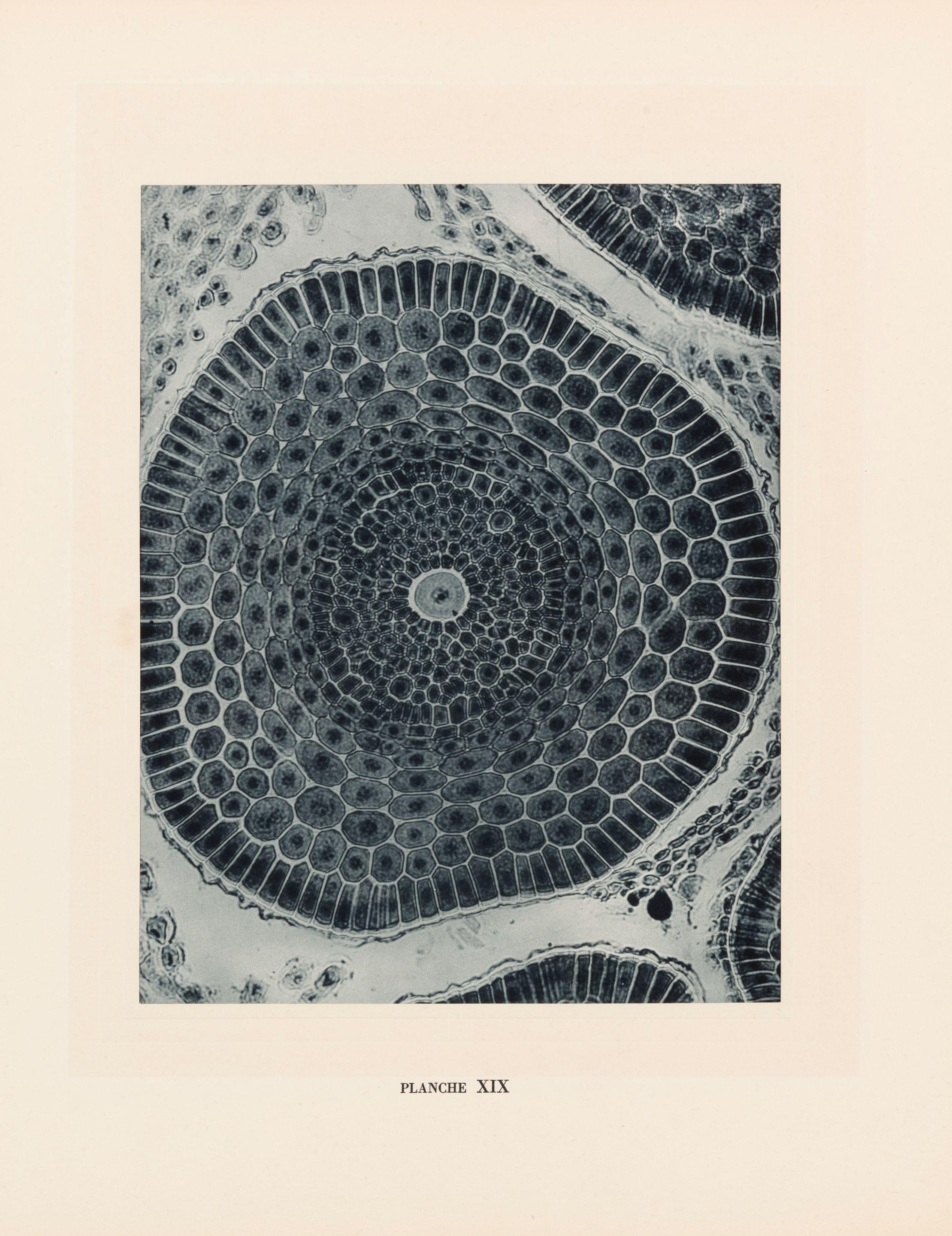 Laure Albin-Guillot - Micrographie décorative, Planche XIX, 1931