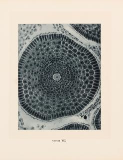 Laure Albin-Guillot - Micrographie décorative, Planche XIX, 1931