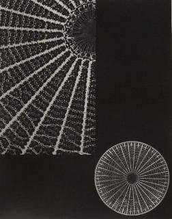 Laure Albin Guillot - Micrographie Décorative