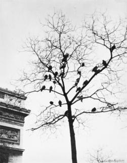 Laure Albin-Guillot - Tree studies, circa 1943