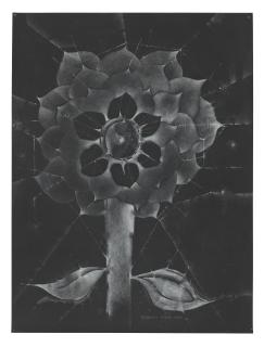 Lee Bontecou - Untitled