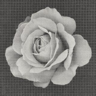 Lee Chun-Yi - One Flower One World