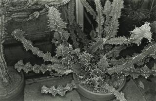 Lee Friedlander - \'Cactus, Brooklyn Botanical Garden\', 1973