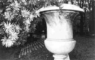 Lee Friedlander - Chrysanthemums, Luxembourg Gardens, Paris (1972)