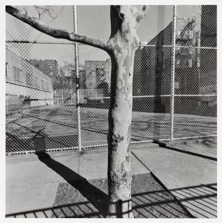 Lee Friedlander - \