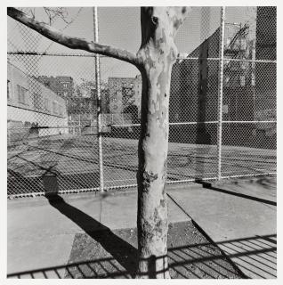 Lee Friedlander - \