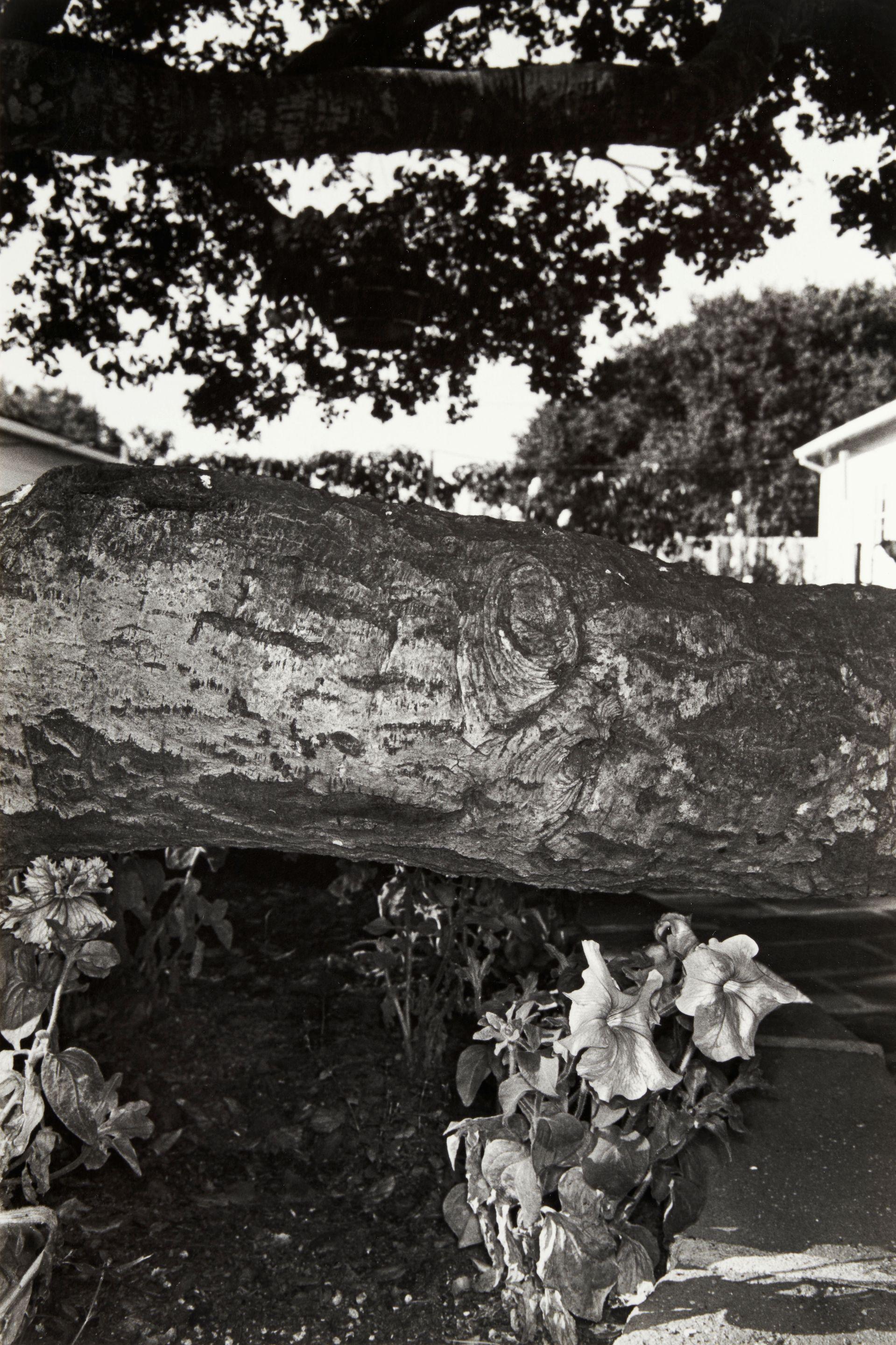Lee Friedlander - Petunias, Salinas, California, from the portfolio Photographs of Flowers