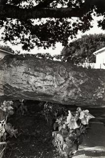 Lee Friedlander - Petunias, Salinas, California, from the portfolio Photographs of Flowers