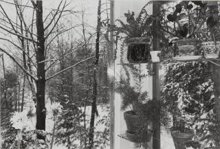Lee Friedlander - \'Photographs Of Flowers\'