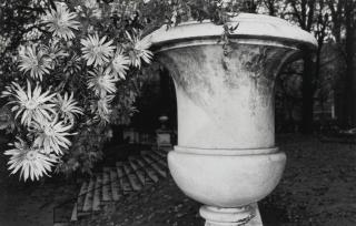 Lee Friedlander - \'Photographs Of Flowers\'