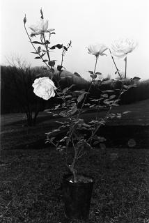 Lee Friedlander - Putney, Vermont, della serie Flowers and Trees 1972-1974