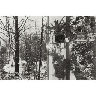 Lee Friedlander - Selected Flower Images