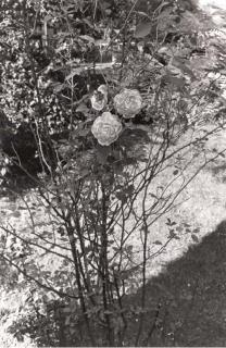 Lee Friedlander - Untitled, 1972