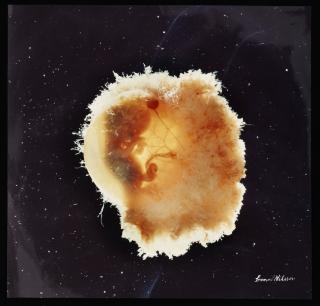 Lennart Nilsson - Foster