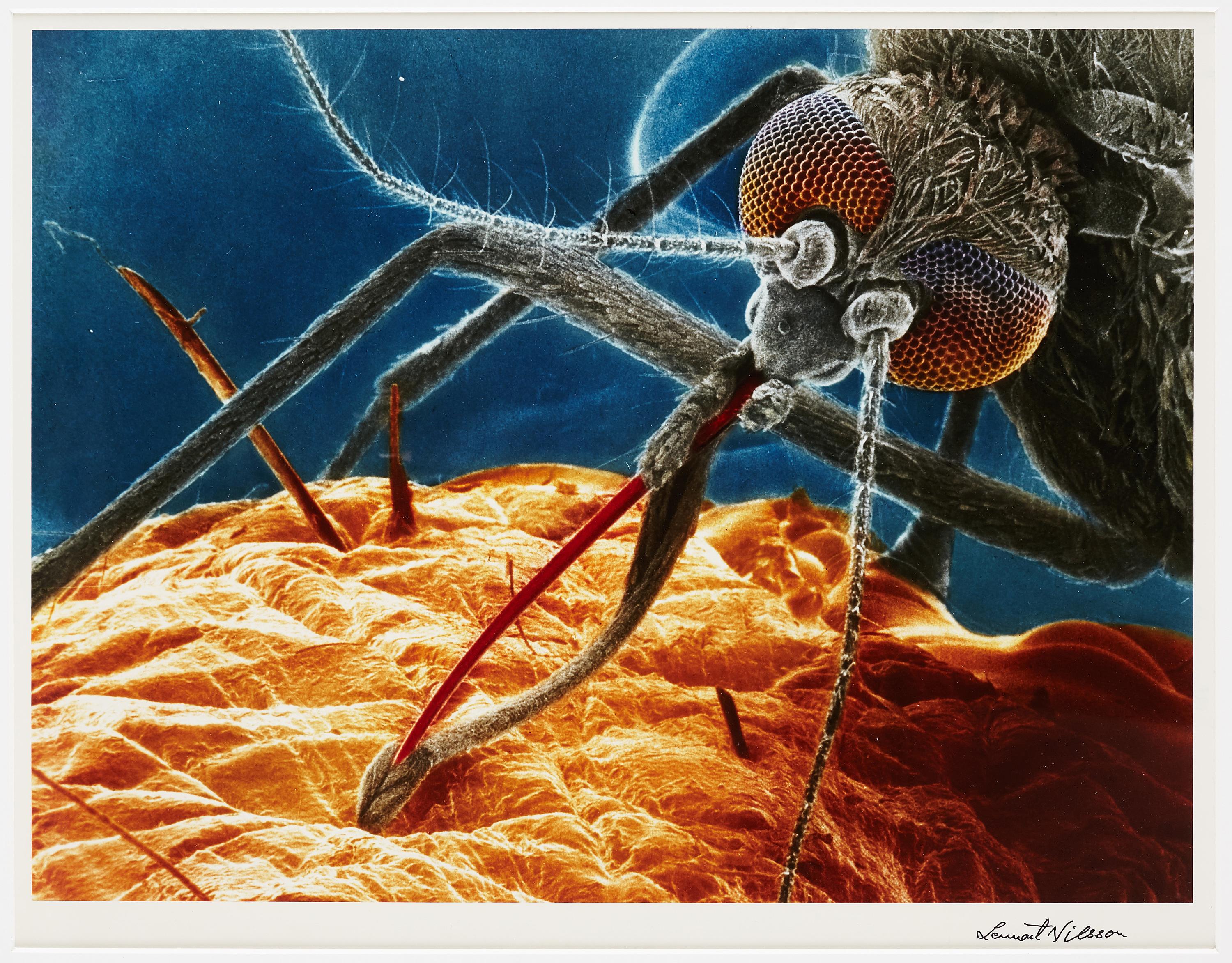 Lennart Nilsson - Myggan