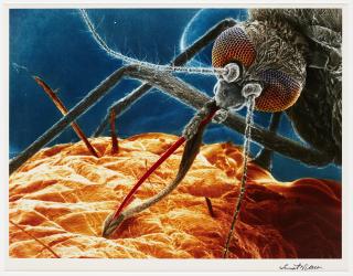 Lennart Nilsson - Myggan