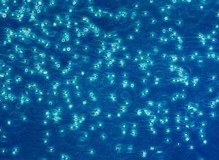 Lennart Nilsson - Untitled, from A child is born