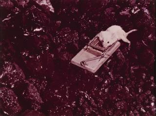 Leo Dohmen - Marcinelle