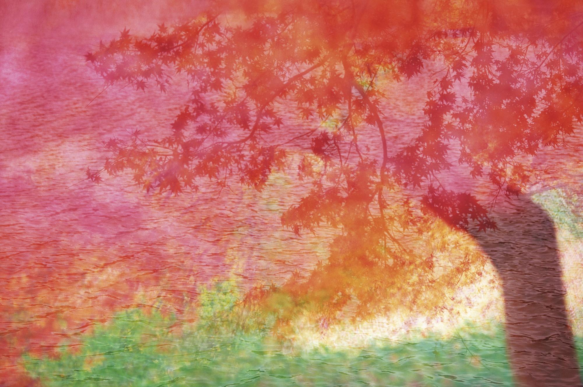 Leo K.K. Wong - Autumn Glamour