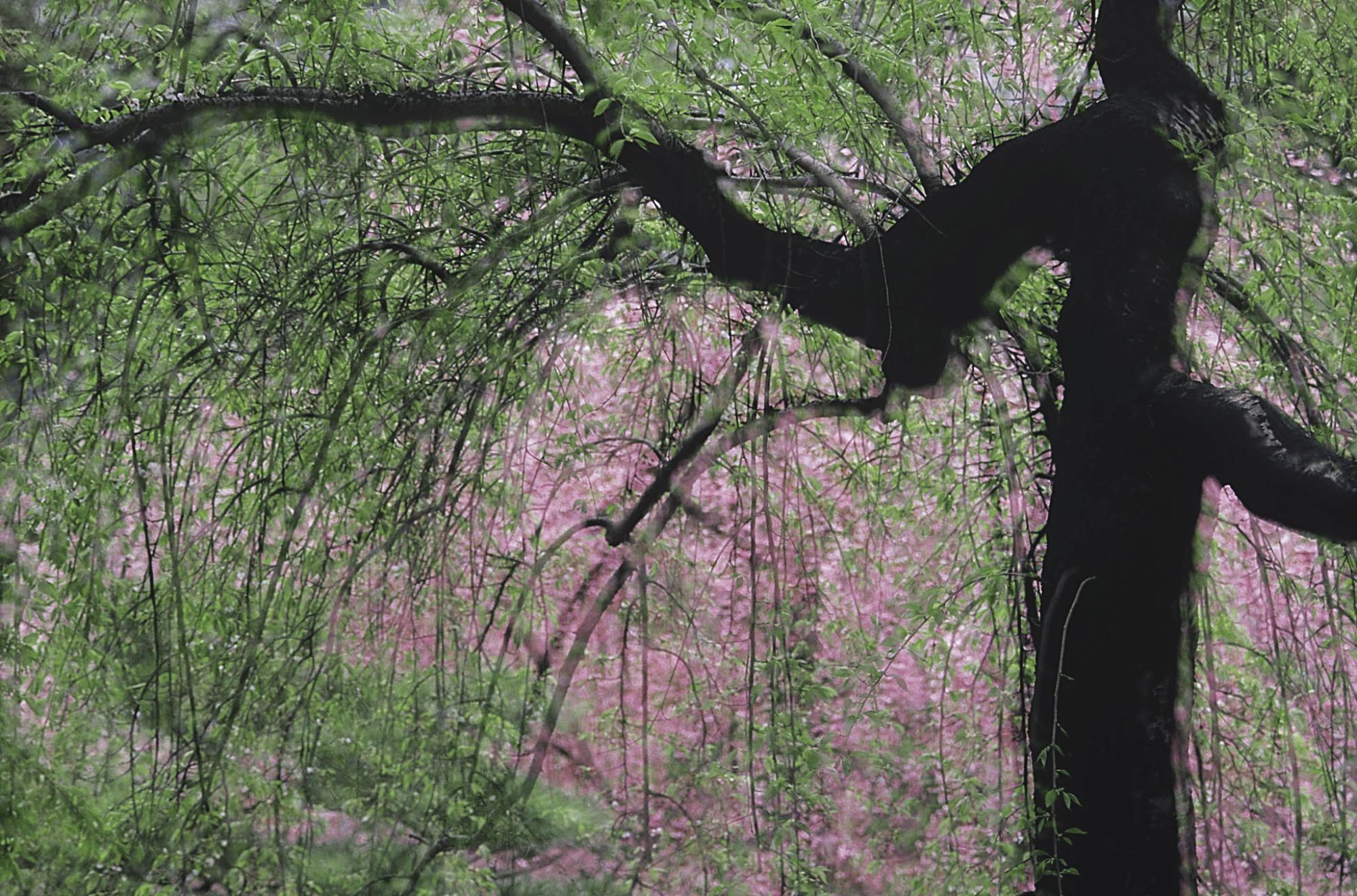 Leo K. K. Wong - Colours Of Spring