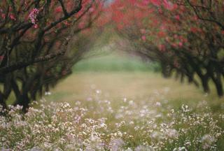 Leo K.K. Wong - I. Dreaming Of Spring Ii. Rainy Day