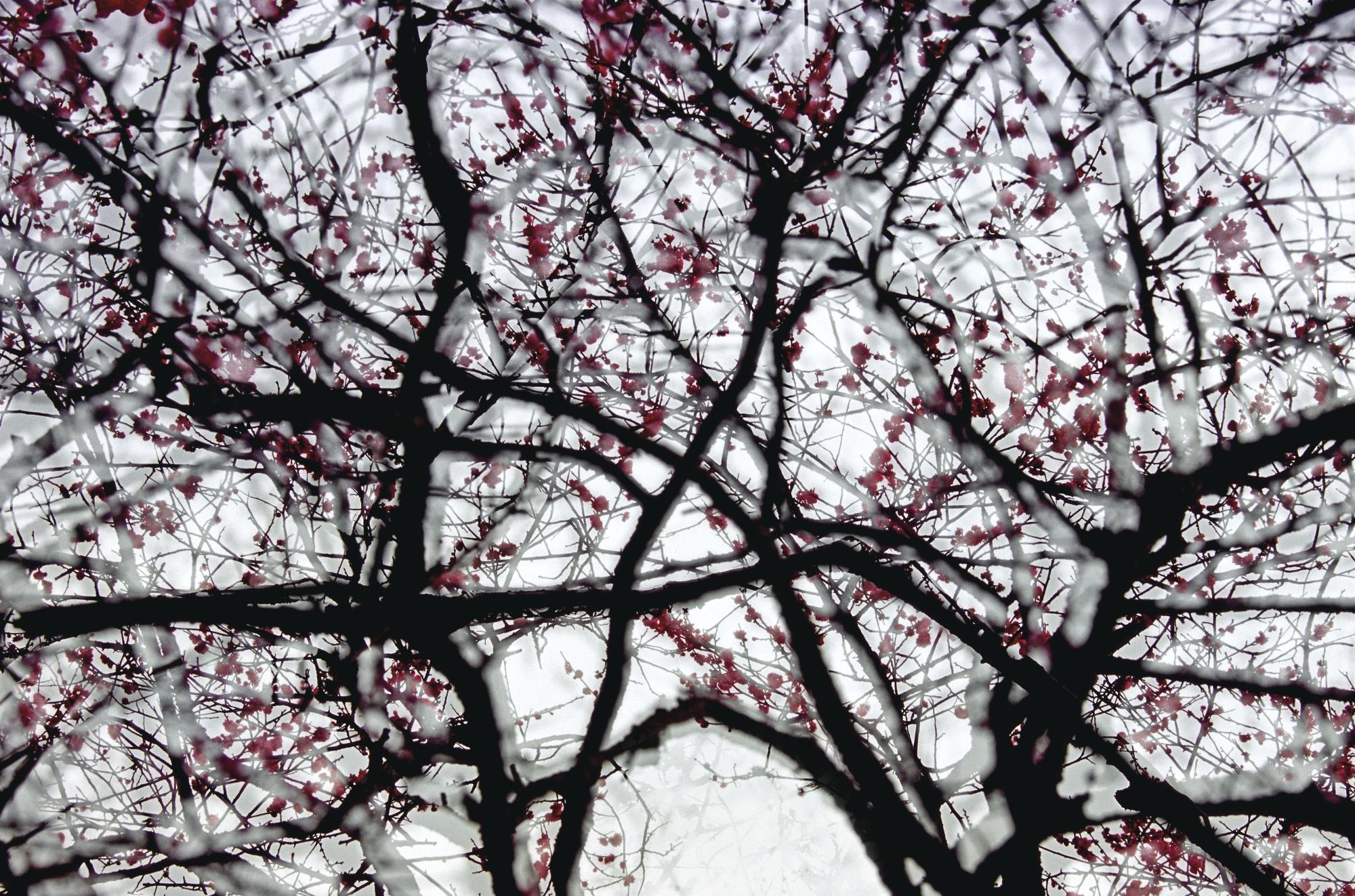 Leo K.K. Wong - Spring Condensed