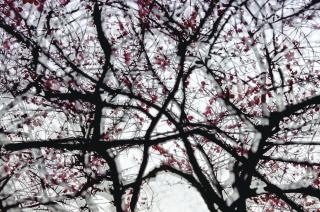 Leo K.K. Wong - Spring Condensed