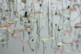 Leo K.K. Wong - The Golden Pond