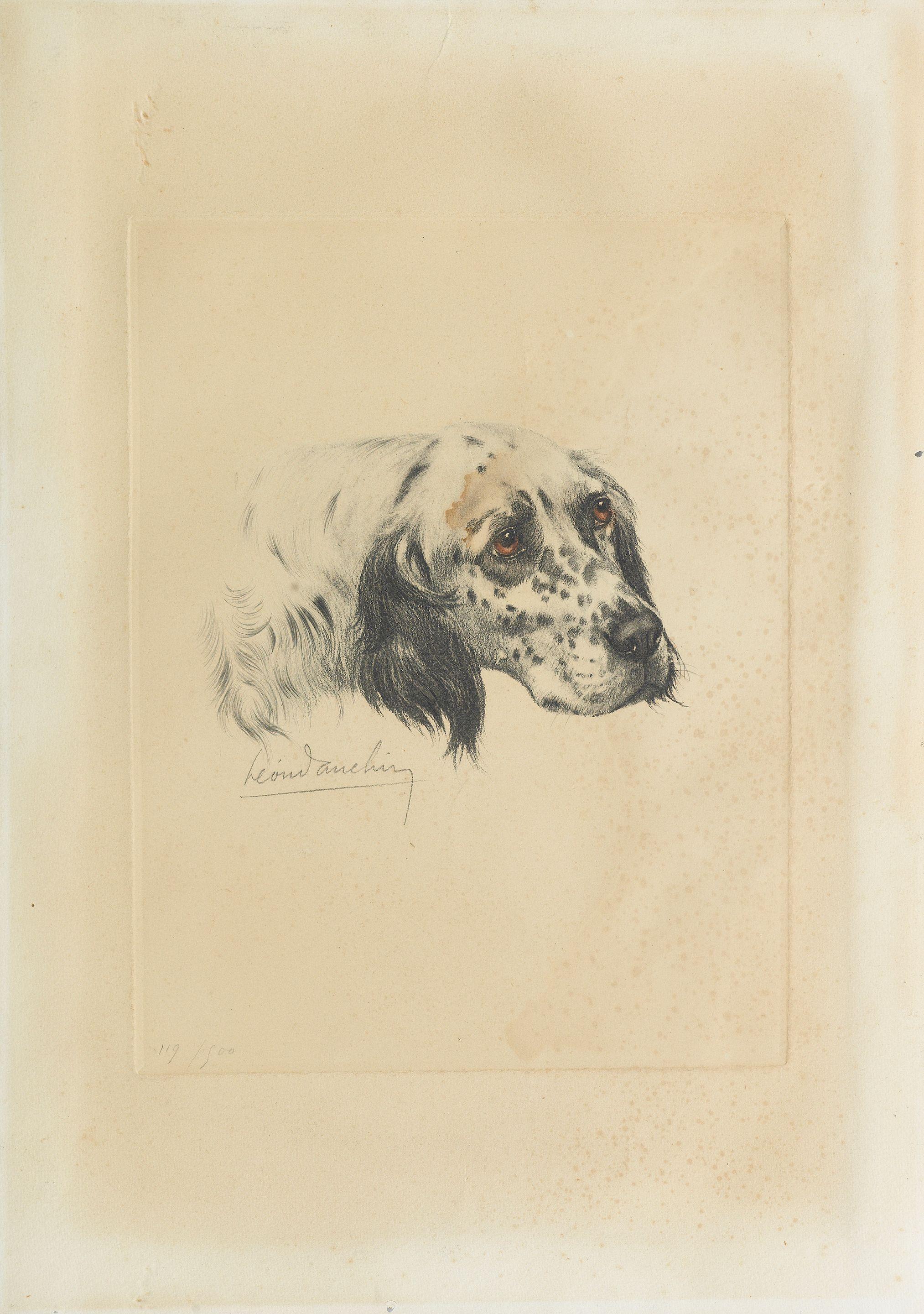 Léon Danchin - An English Setter