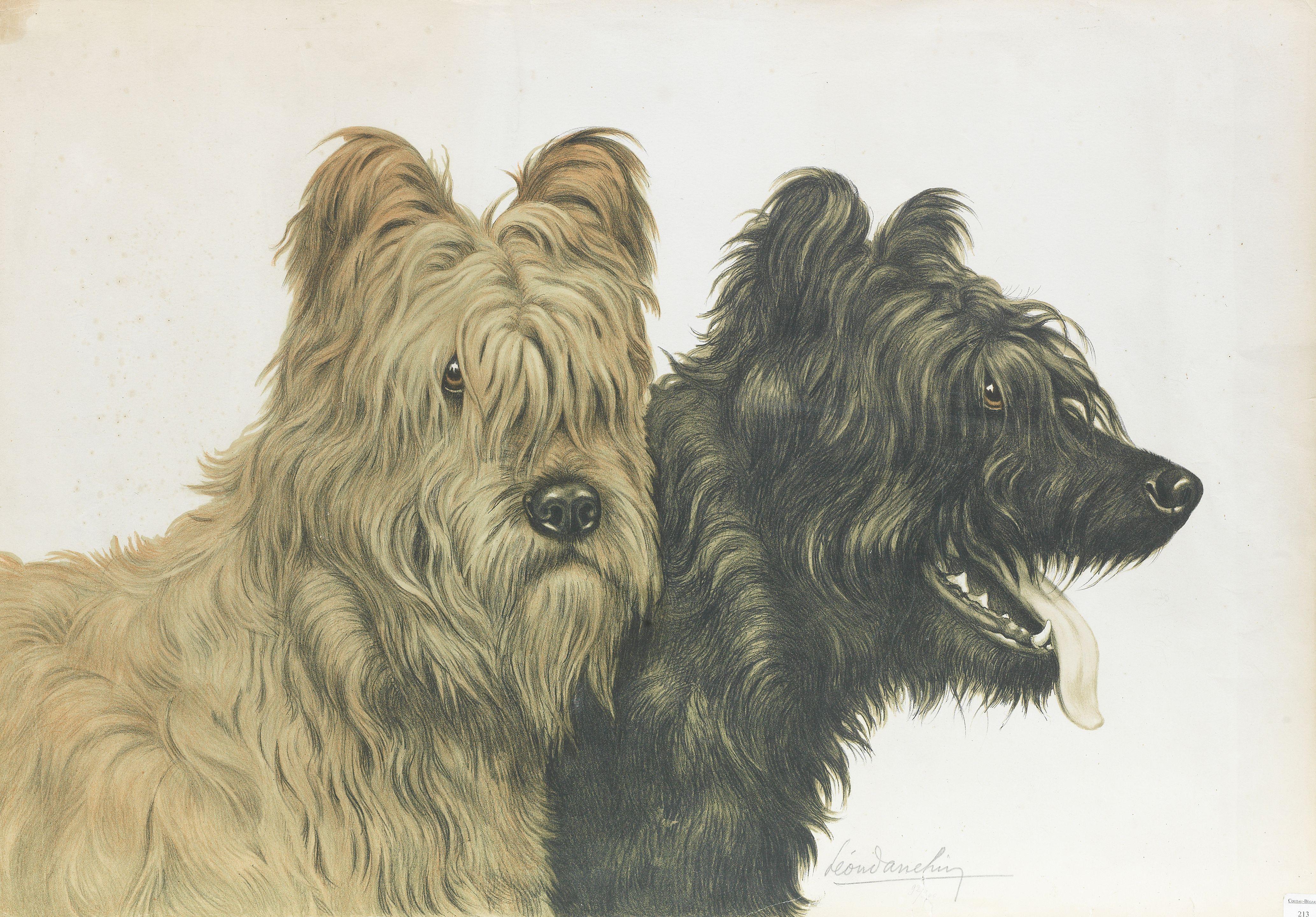 Léon Danchin - Briards