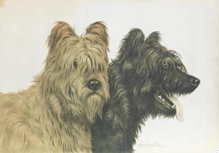 Léon Danchin - Briards