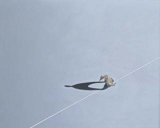 Leon Roubos - Pedestrian and Traffic Line