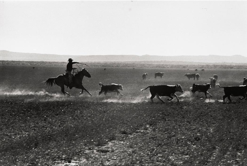 Leonard McCombe - Texas Cowboy herding cattle, 1949