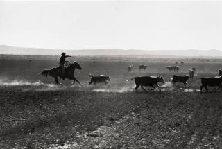 Leonard McCombe - Texas Cowboy herding cattle, 1949