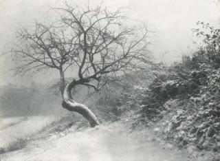 Leonard Misonne - Le Pommier, 1941