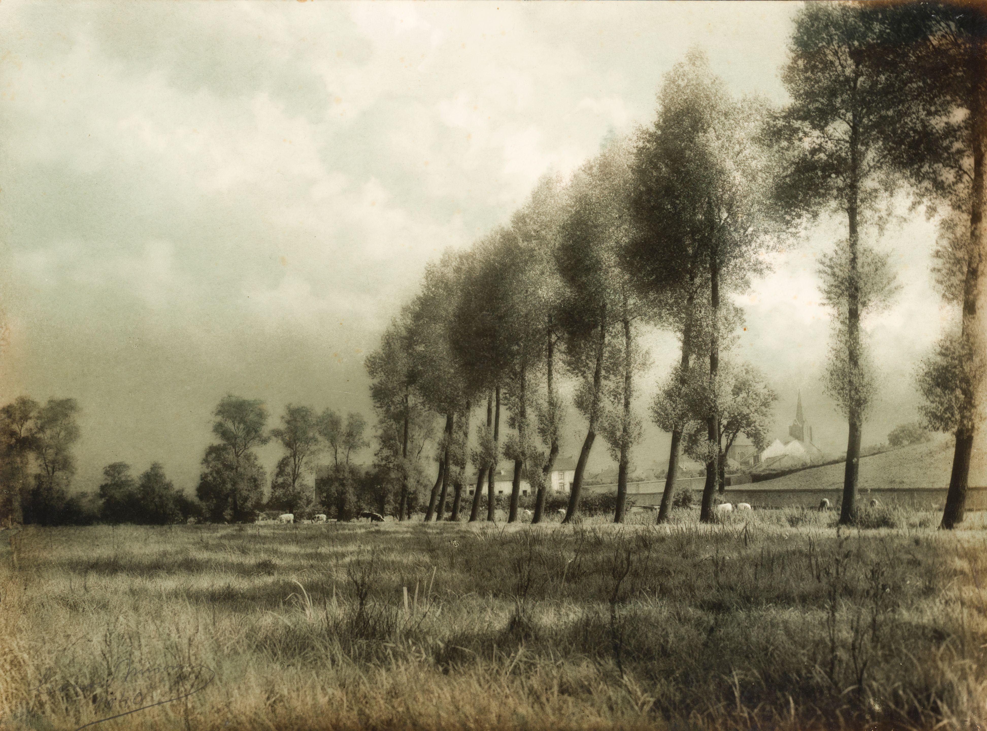 Leonard Misonne - Les grands peupliers