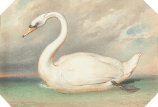 Leopold Rottmann - 2 Bll.: Höckerschwäne