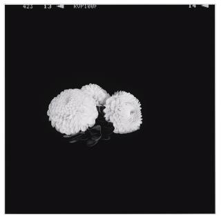 Leslie Hewitt - Riffs On Real Time