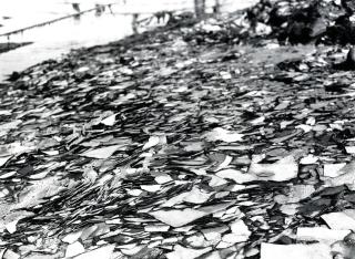 Lewis Baltz - »Shringle, West Vic«