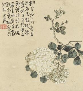 Li Shan - Hydrangea