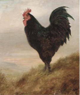 Lilian Cheviot - A Broad Langsham fowl