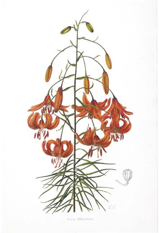 Lilian Snelling - A Supplement to Elwes\' Monograph of the Genus Lilium: Five Plates
