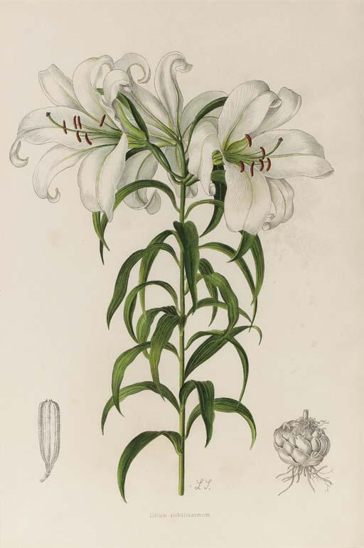 Lilian Snelling - A Supplement to Elwes\' Monograph of the Genus Lilium: Six Plates