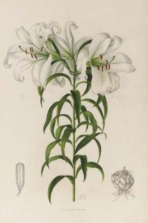 Lilian Snelling - A Supplement to Elwes\' Monograph of the Genus Lilium: Six Plates