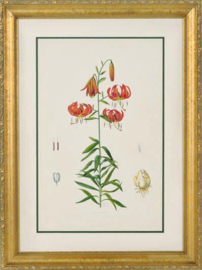 Lilian Snelling - Lillies: Four Plates